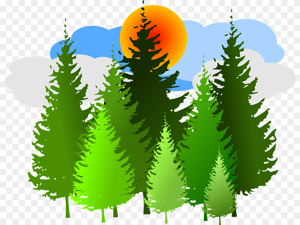 Forest Clipart Forest Clipart, Conifer, Fir, Green, Pine Png Image