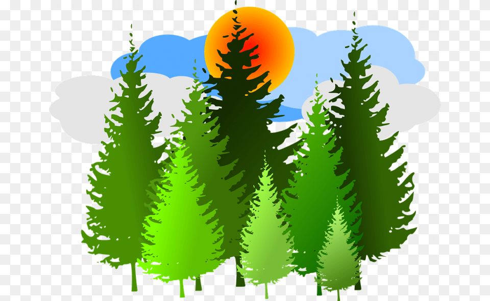 Forest Clipart Spruce Forest Conifer Vector Pine Forest Clip Art, Fir, Plant, Tree, Green Png Image