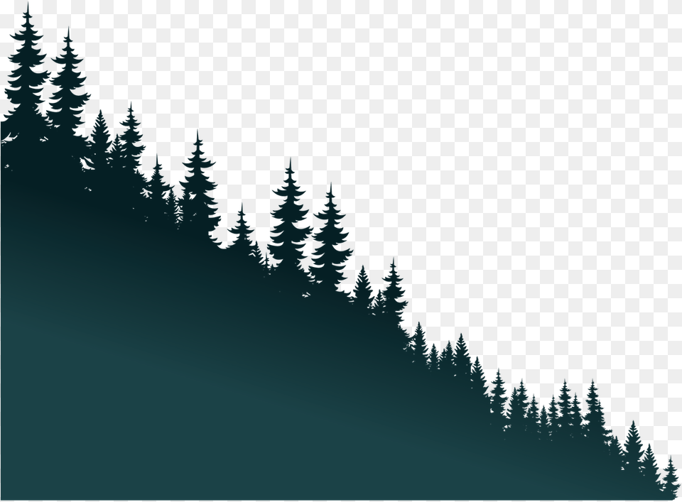 Forest Communications Ottawa Graphic Design Video Web Vertical, Conifer, Fir, Plant, Tree Free Transparent Png