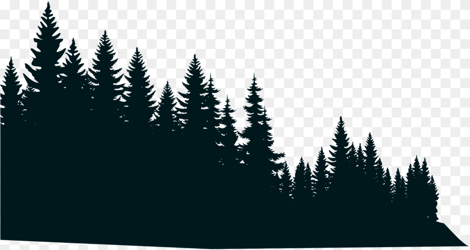 Forest Design Black And White, Fir, Pine, Plant, Tree Free Png Download