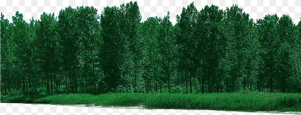 Forest Download Psd File, Woodland, Vegetation, Tree, Scenery Free Transparent Png