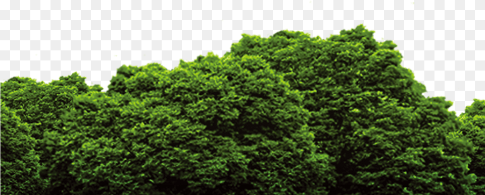 Forest File, Green, Vegetation, Tree, Rainforest Png Image