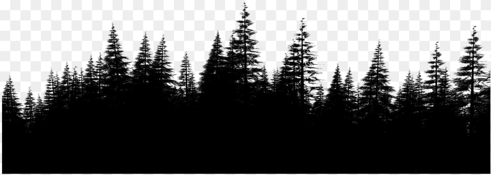 Forest File Pine Forest, Fir, Weather, Ice, Nature Free Png Download