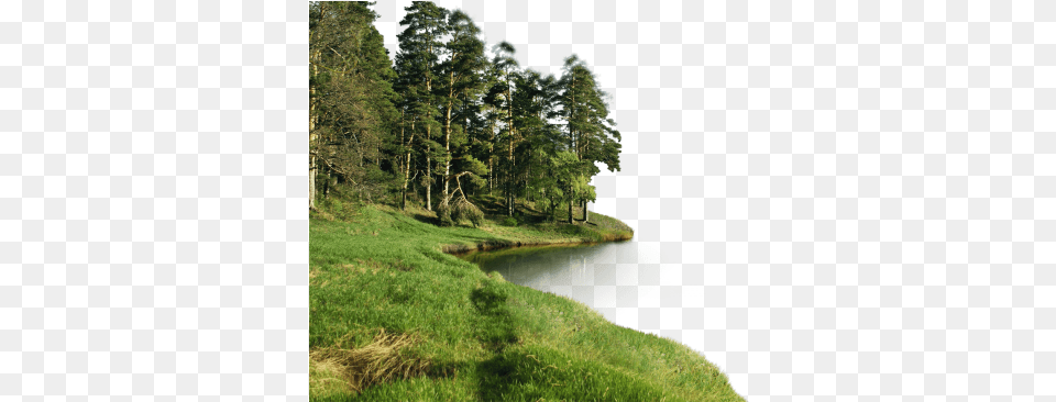 Forest File Forest, Vegetation, Tree, Scenery, Plant Png Image
