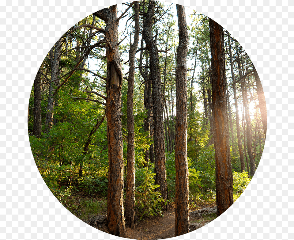 Forest Forest In A Circle, Vegetation, Tree Trunk, Tree, Plant Free Png