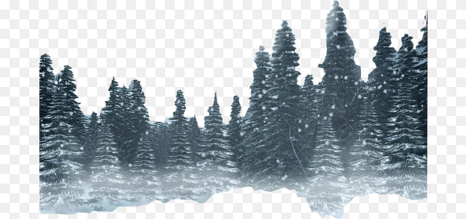 Forest Hd Photo Winter Forest Transparent Background, Fir, Tree, Plant, Pine Png Image