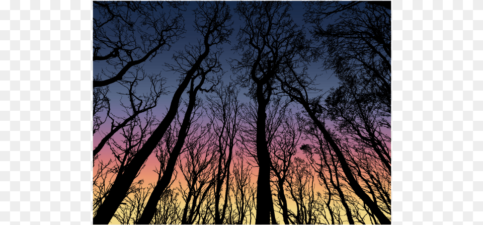 Forest In The Dark Sky Winter Trees Silhouette Free, Nature, Tree, Sunset, Plant Png Image