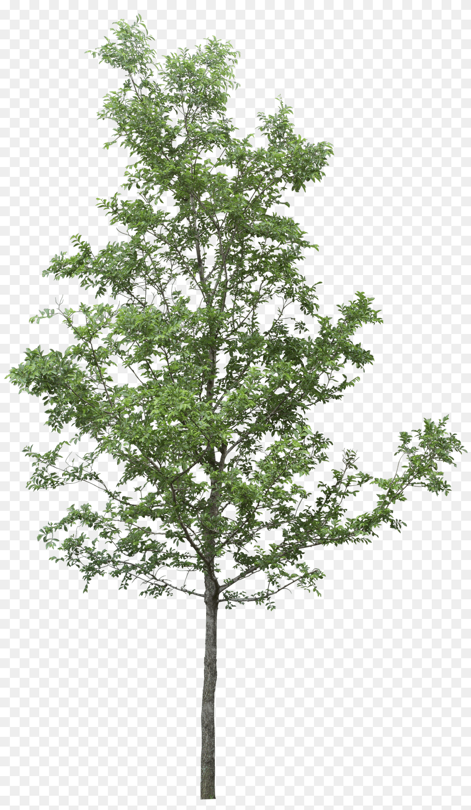 Forest Natural Tree Trees For Photoshop, Ammunition, Grenade, Weapon Png Image