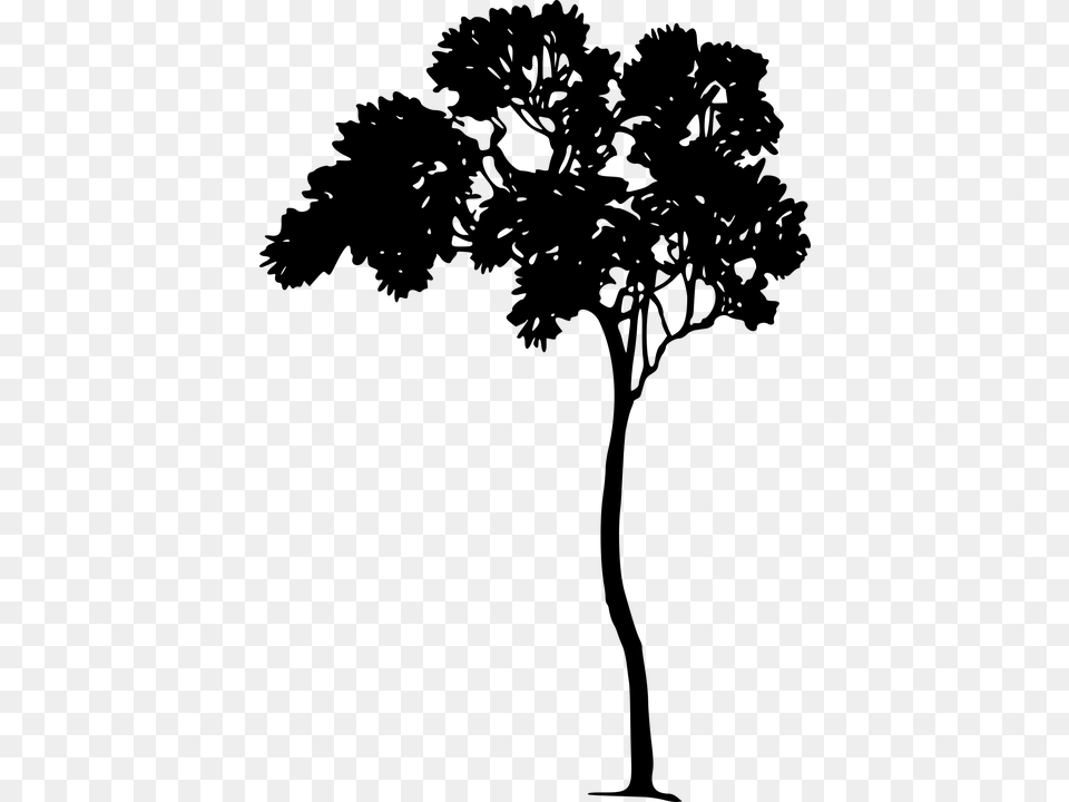 Forest Nature Plant Tree Vegetation Wood, Gray Free Png