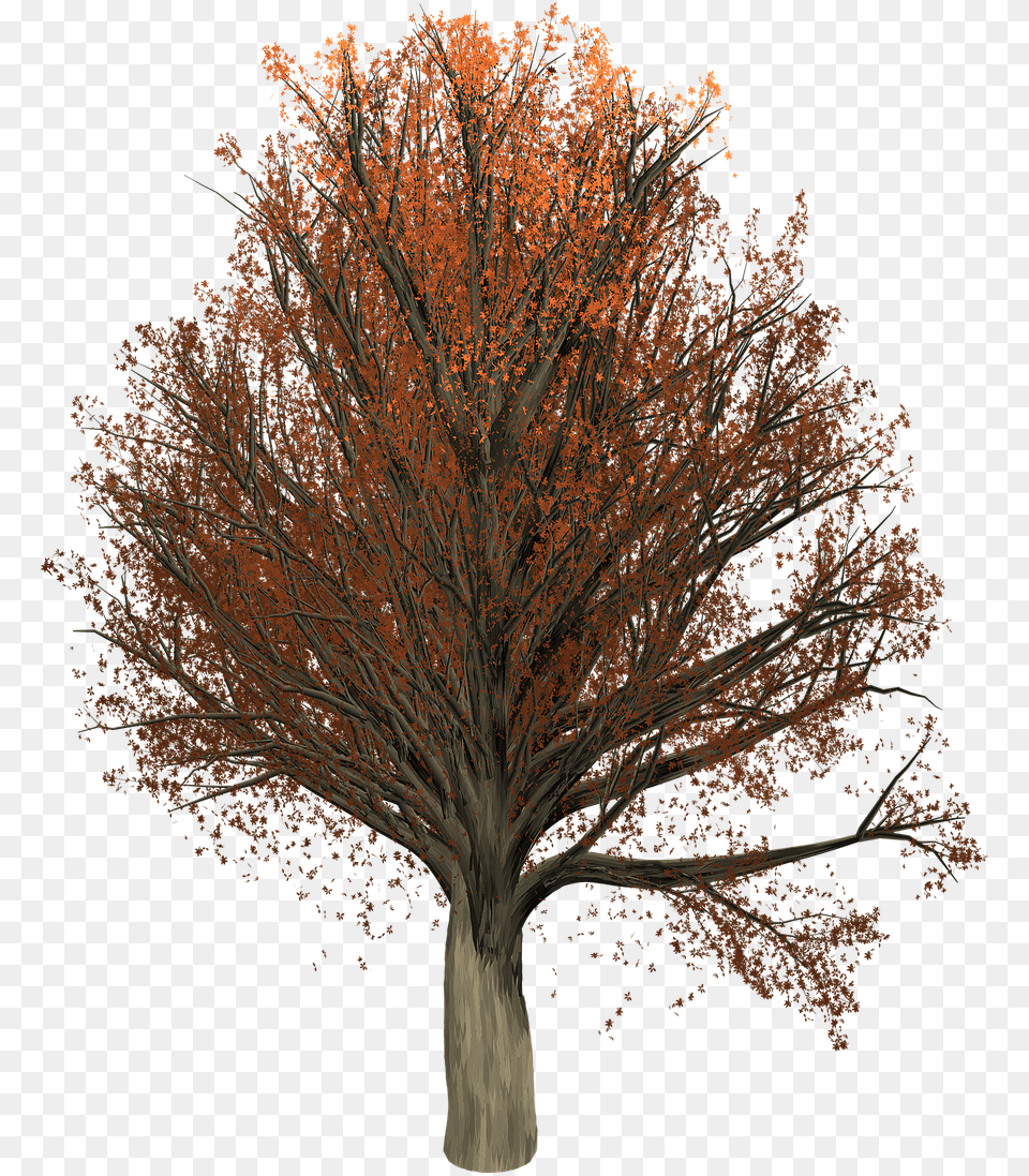 Forest Oak Tree Painted Tree Nature Orange Brown, Maple, Plant, Tree Trunk Png Image