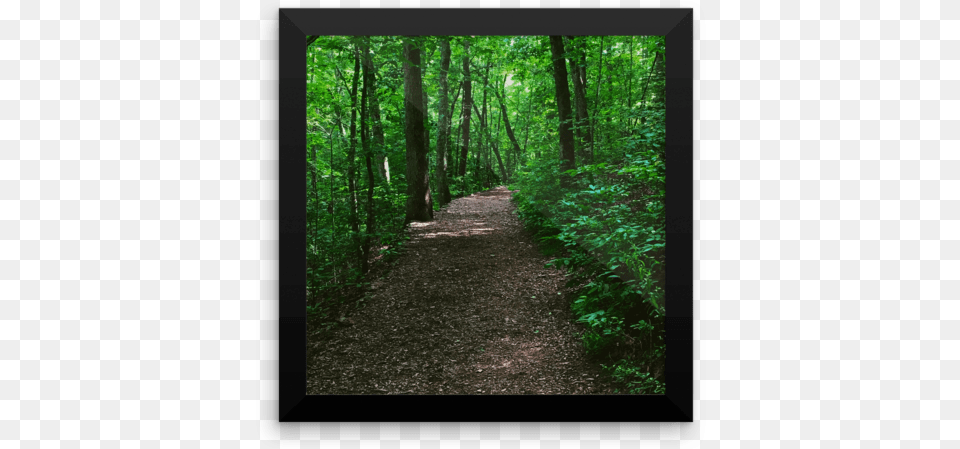 Forest Path Photograph Poster Print Photograph Poster Print, Plant, Vegetation, Nature, Outdoors Free Png