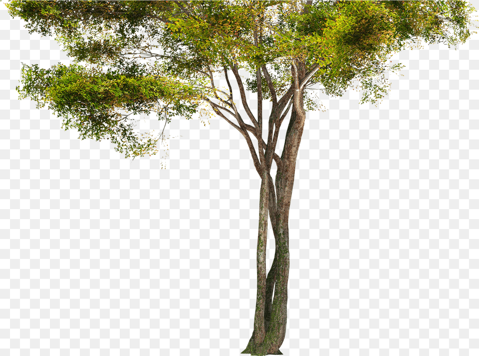 Forest Picture Tree, Plant, Tree Trunk Png