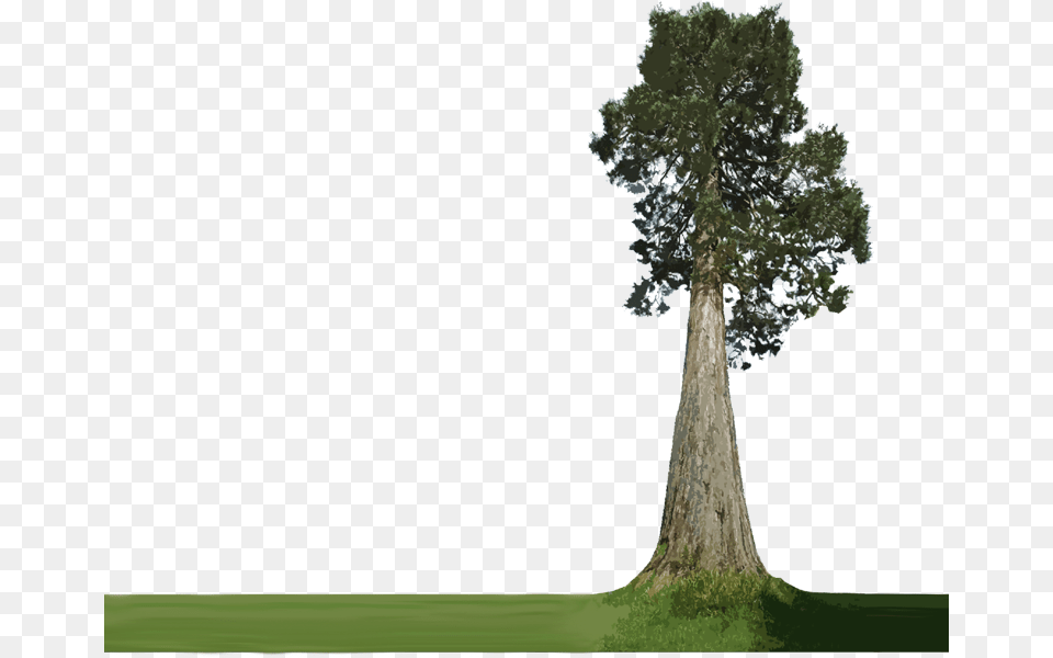 Forest Plants Big Tree Transparent Background, Oak, Plant, Sycamore, Tree Trunk Free Png