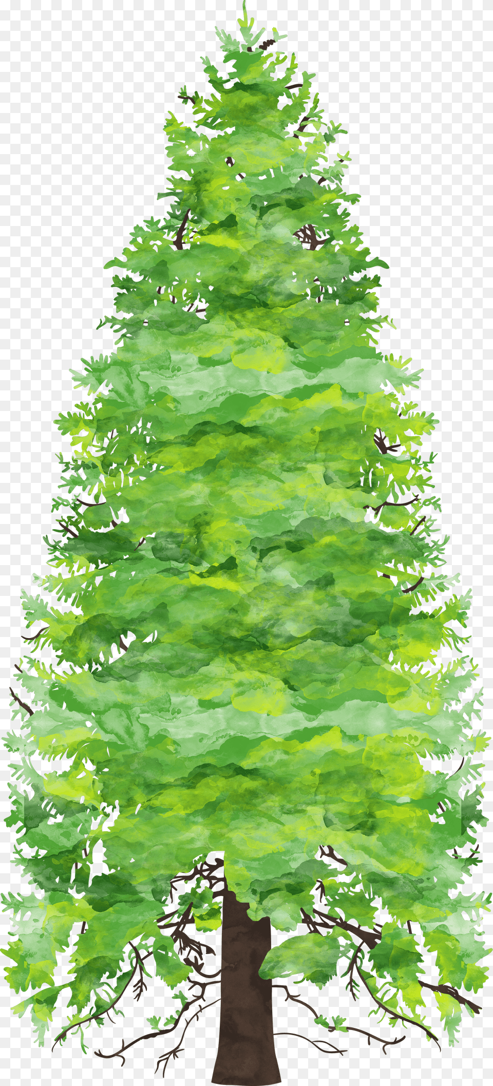 Forest Preschool Amp Kindergarten 2018 2019 Child, Green, Pine, Plant, Tree Free Png Download