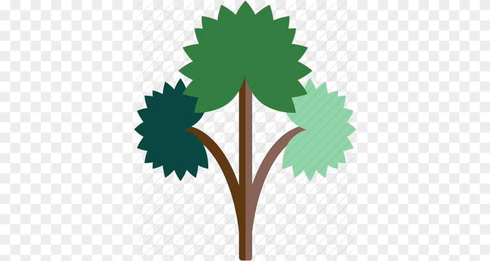 Forest Rain Tree Icon, Leaf, Plant, Oak, Sycamore Png