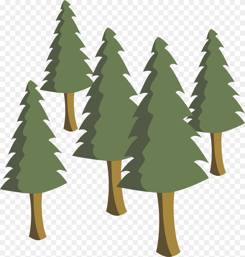 Forest River Wifi Ranger, Plant, Tree, Pine, Fir Png