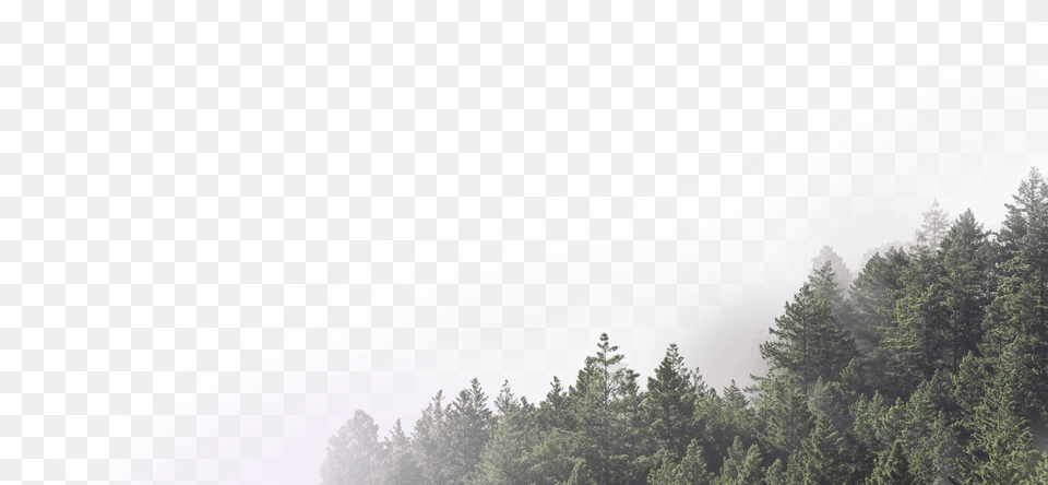 Forest Transparent 8 Forest Transparent Background, Outdoors, Fir, Weather, Tree Free Png