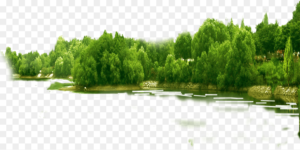 Forest Transparent Images Forest, Outdoors, Tree, Scenery, Pond Free Png Download