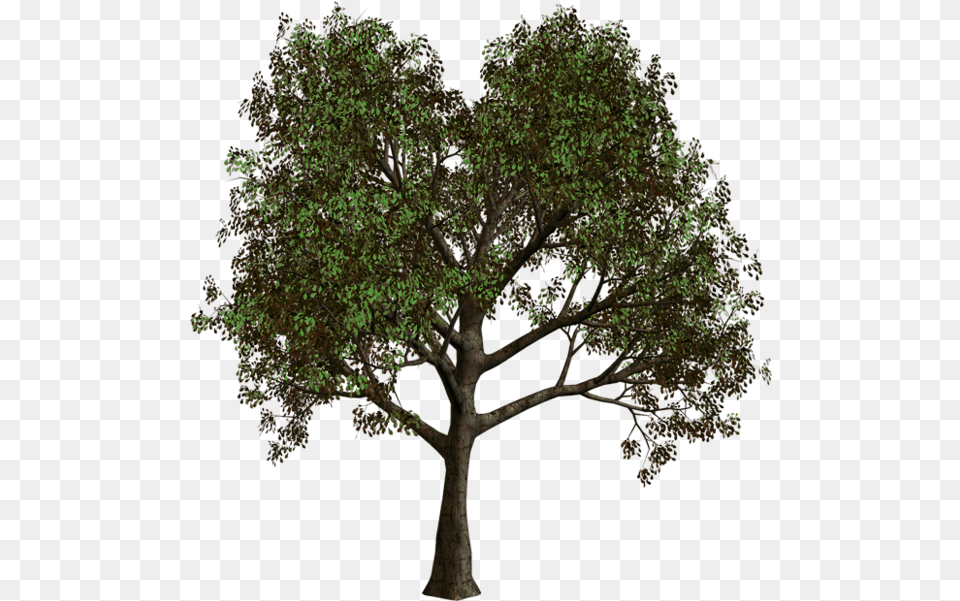 Forest Tree Clipart Transparent Background Forest Tree, Oak, Plant, Sycamore, Tree Trunk Png Image
