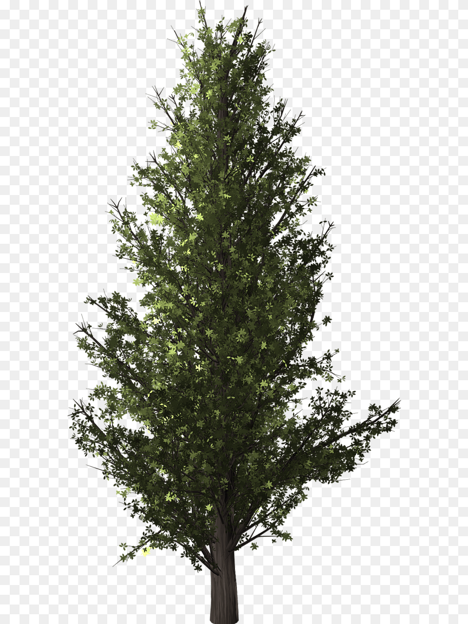 Forest Tree Poplar Transparent Isolated Populus Photoshop, Conifer, Fir, Plant, Pine Png