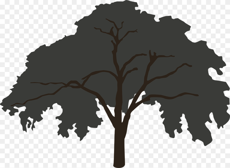 Forest Tree Silhouette Big, Sycamore, Oak, Plant, Art Free Png Download