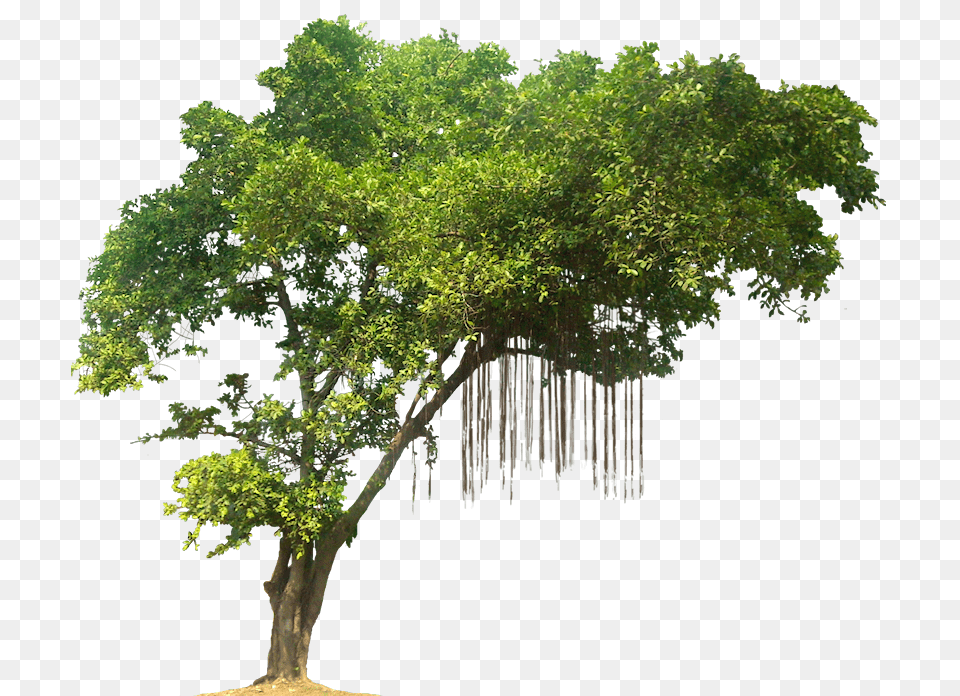 Forest Tree Clipart Jungle Tree, Plant, Oak, Sycamore, Vegetation Free Transparent Png