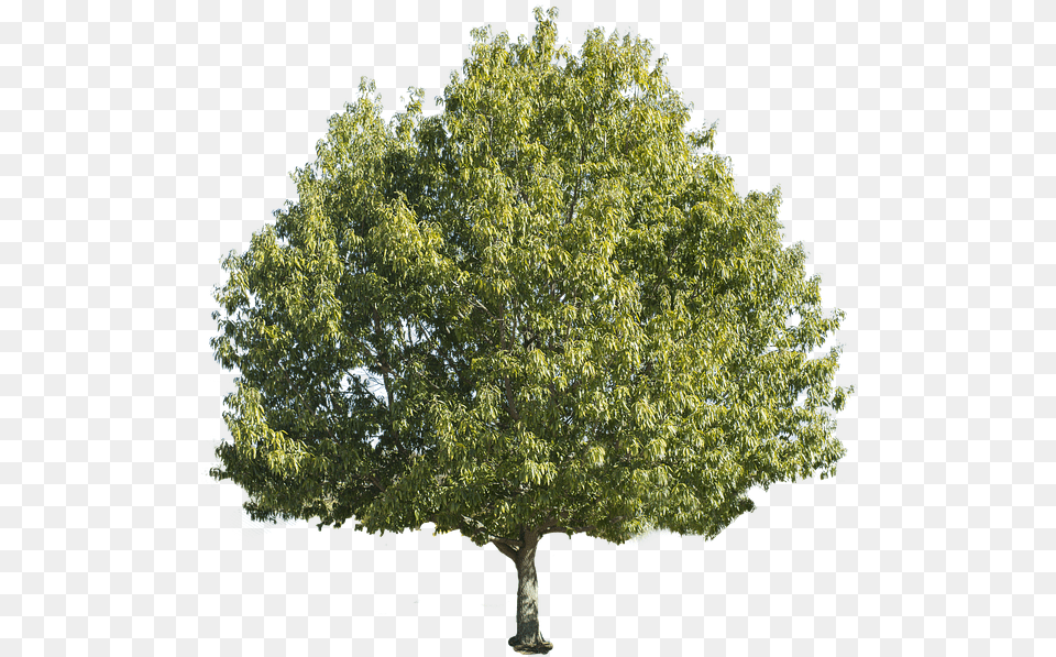 Forest Tree White Background, Oak, Plant, Sycamore, Tree Trunk Free Transparent Png