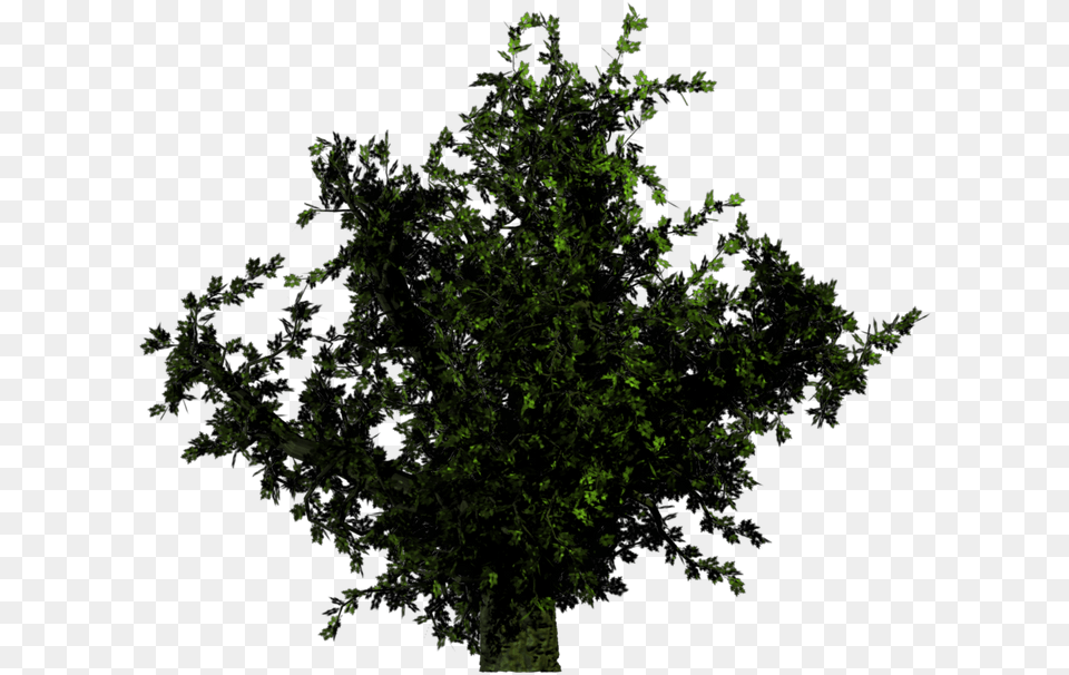 Forest Trees, Green, Vegetation, Tree, Plant Png Image