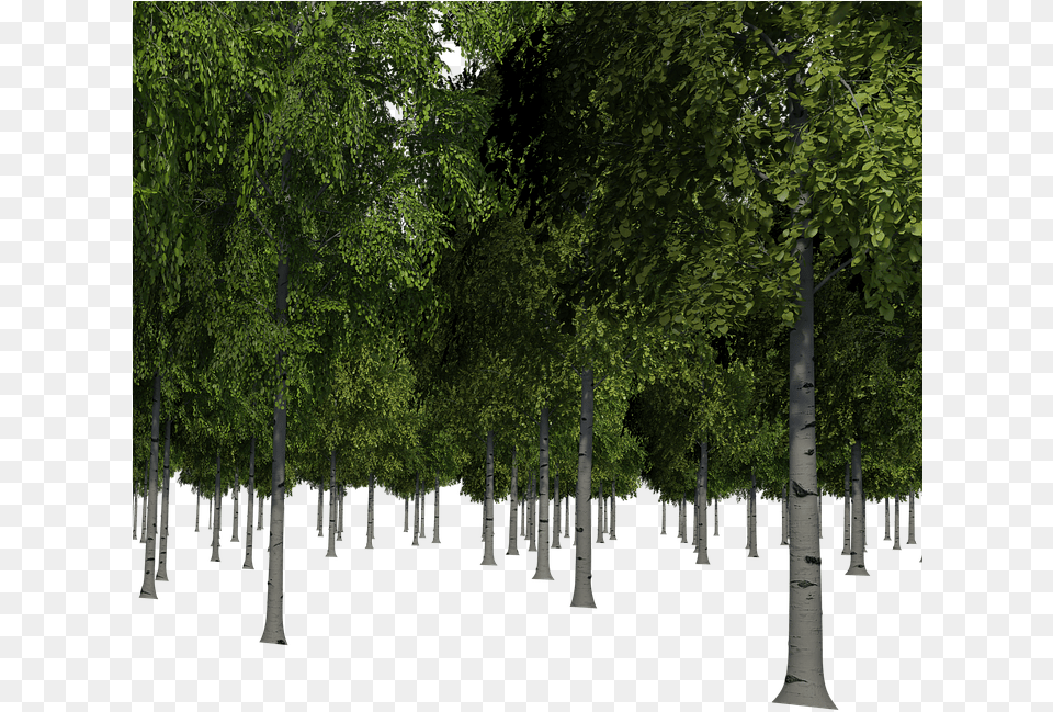 Forest Trees Birch Landscape Nature Forests Bark Portable Network Graphics, Woodland, Vegetation, Tree Trunk, Tree Free Png