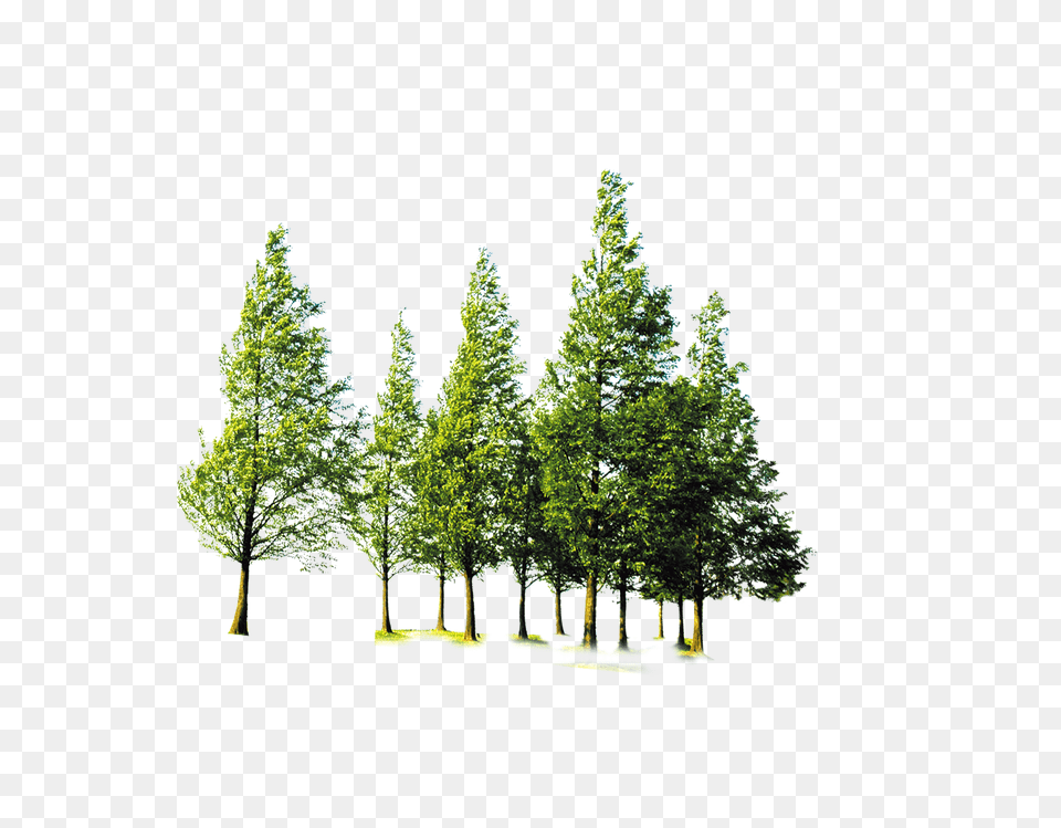 Forest Trees Download Transparent Forest Tree, Architecture, Plant, Park, Outdoors Free Png