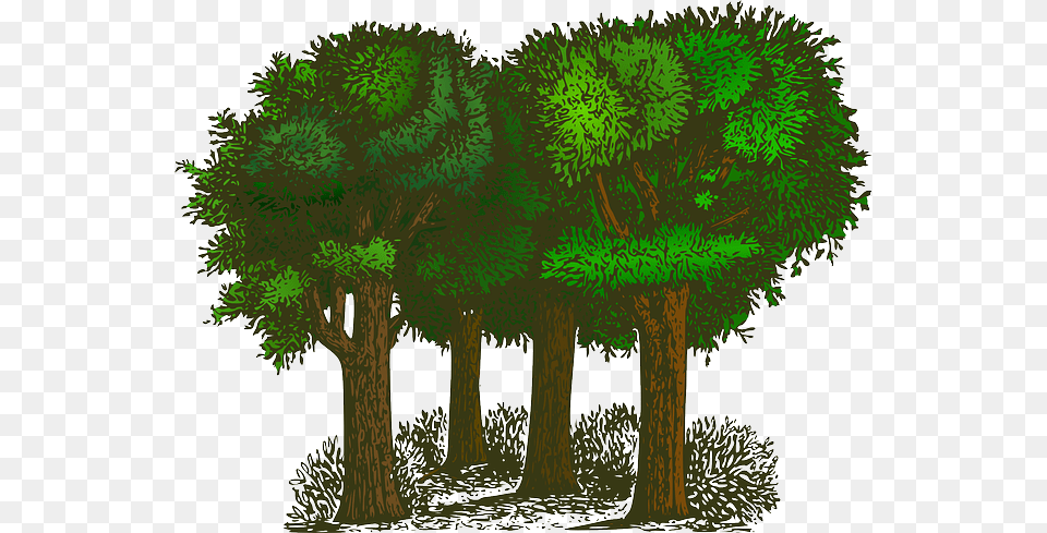 Forest Trees Plants Ecology Environment Green Balance Of Oxygen And Carbon Dioxide, Plant, Conifer, Tree, Vegetation Png