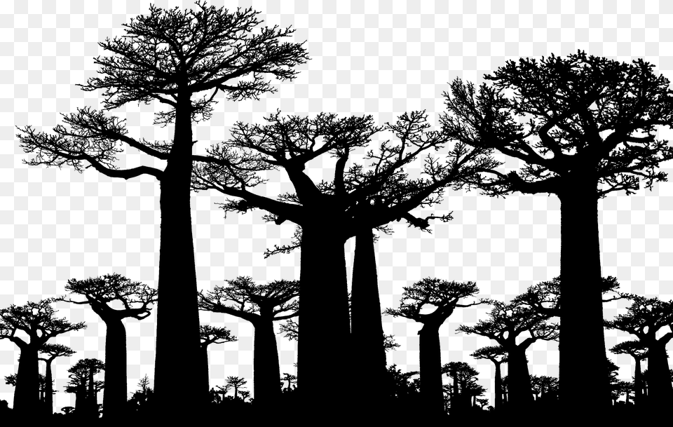 Forest Trees Silhouette Baobab Africa Tree Avenue Of The Baobabs, Gray Free Transparent Png