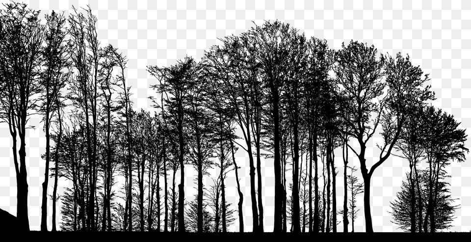 Forest Trees Silhouette Tree Branches Landscape Forest Trees Silhouette, Gray Free Png