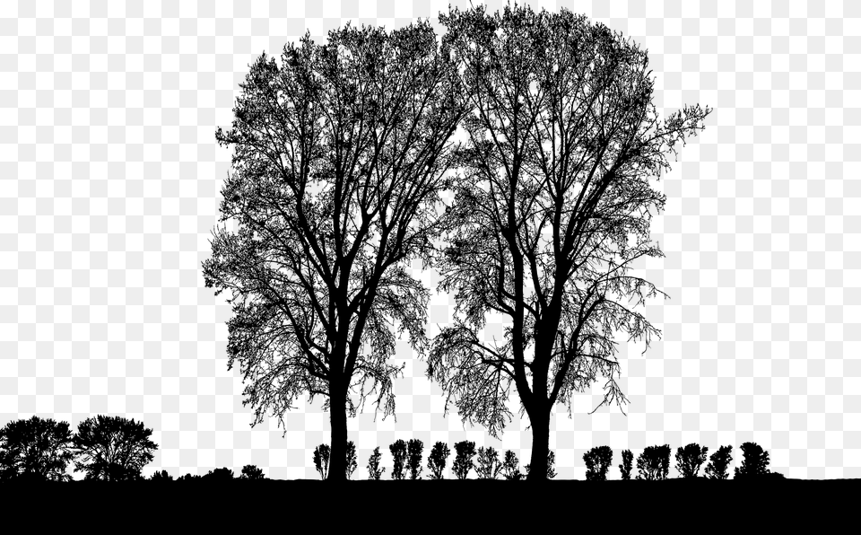Forest Trees Silhouette Tree Branches Landscape Silhouette, Gray Png