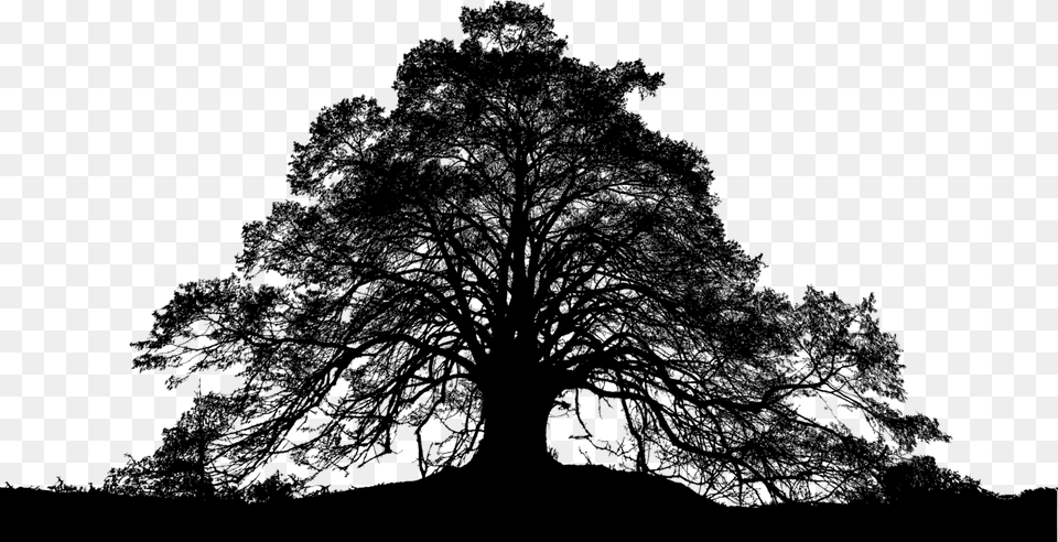 Forest Trees Silhouette Tree Landscape Nature Oak, Gray Png