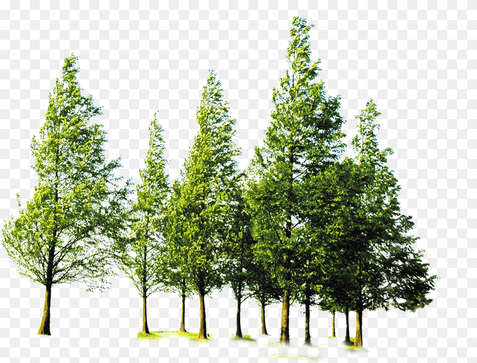 Forest Trees Transparent Background, Fir, Tree, Plant, Vegetation Png