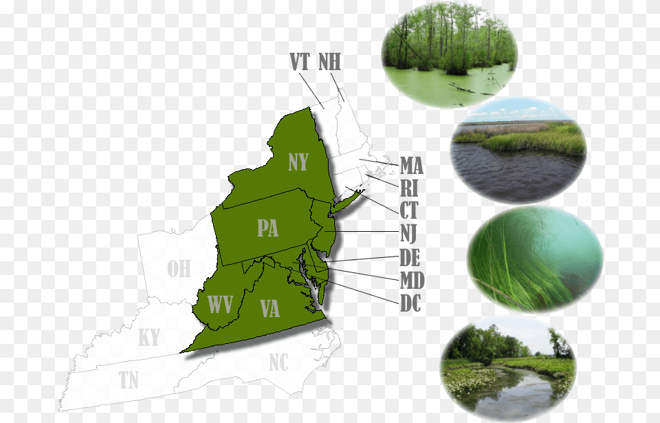 Forested Wetland Wetland, Plant, Plot, Outdoors, Nature Png Image