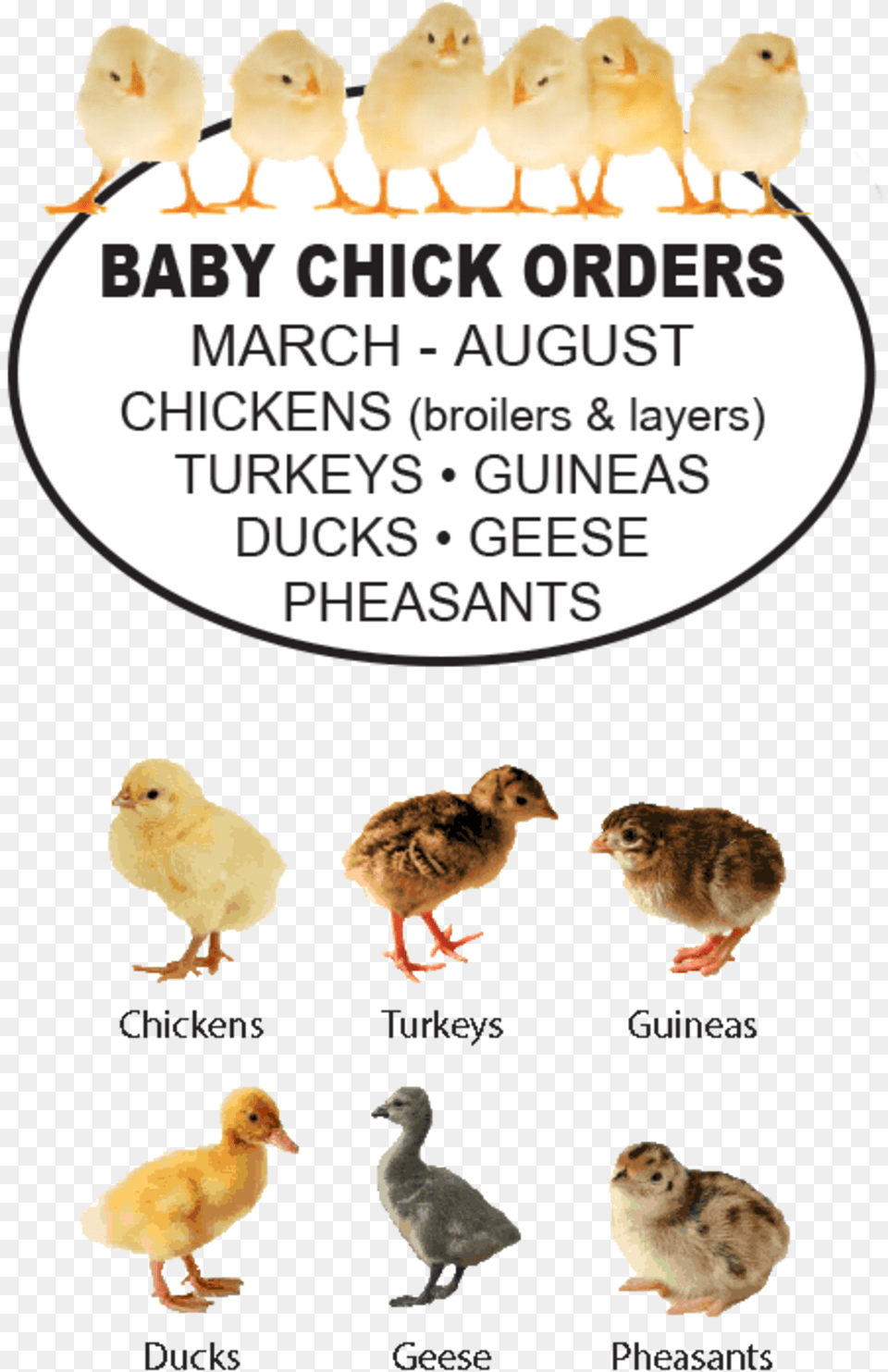 Foreston Farmers Co Animal Figure, Bird, Chicken, Fowl, Poultry Free Transparent Png
