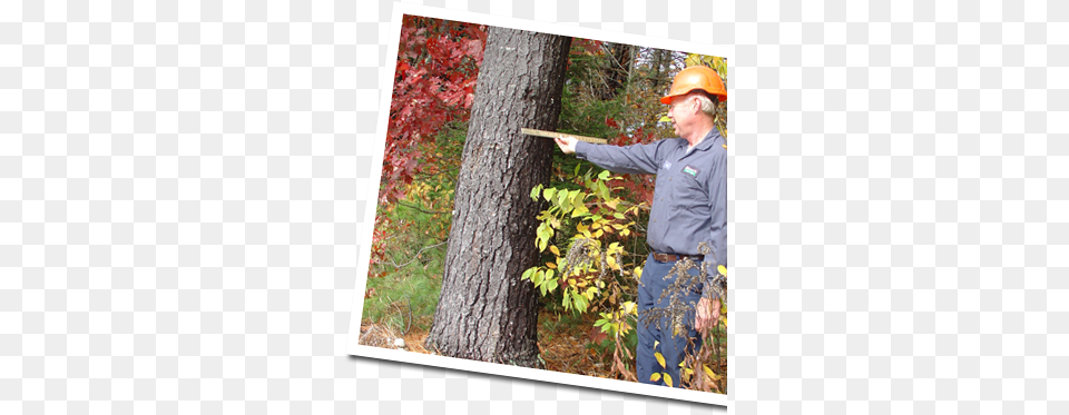 Forestry, Clothing, Tree Trunk, Tree, Hardhat Png