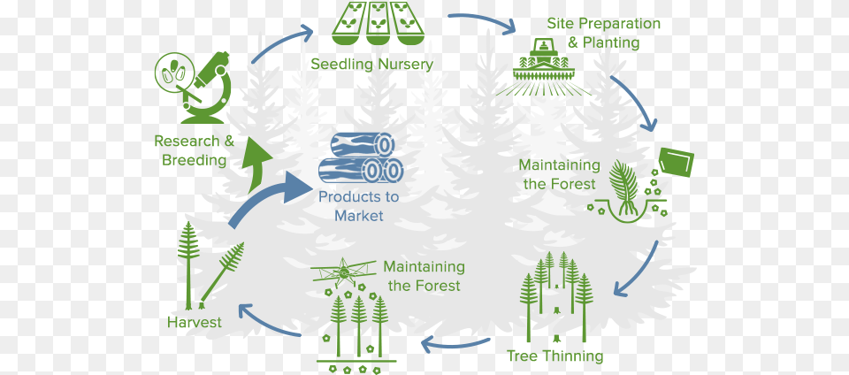 Forestry Company Forest Management U0026 Timber Rayonier Poster, Tree, Plant, Pine, Fir Png Image