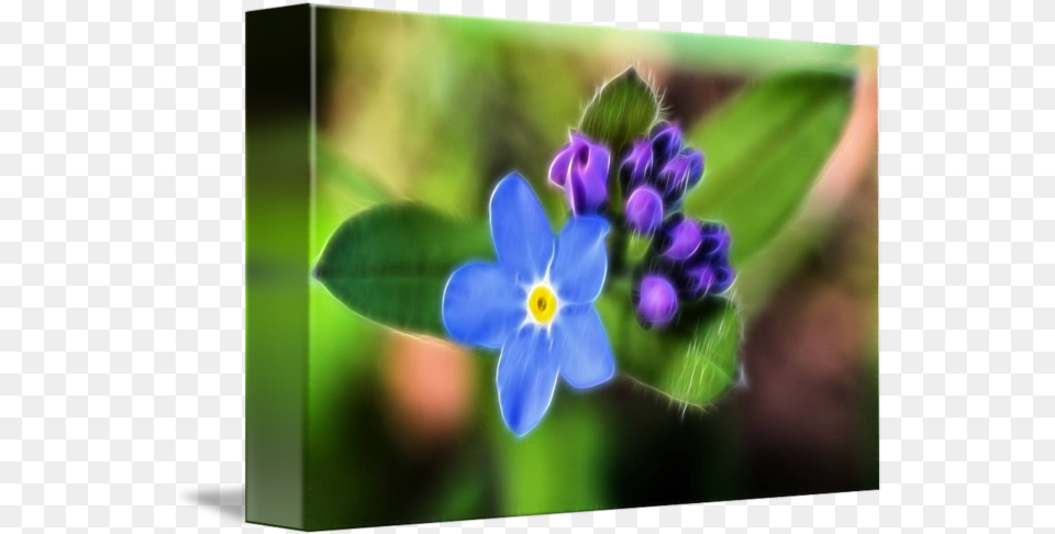 Forget Me Not By Rosemarie Weidmann Alpine, Anemone, Flower, Geranium, Petal Free Transparent Png