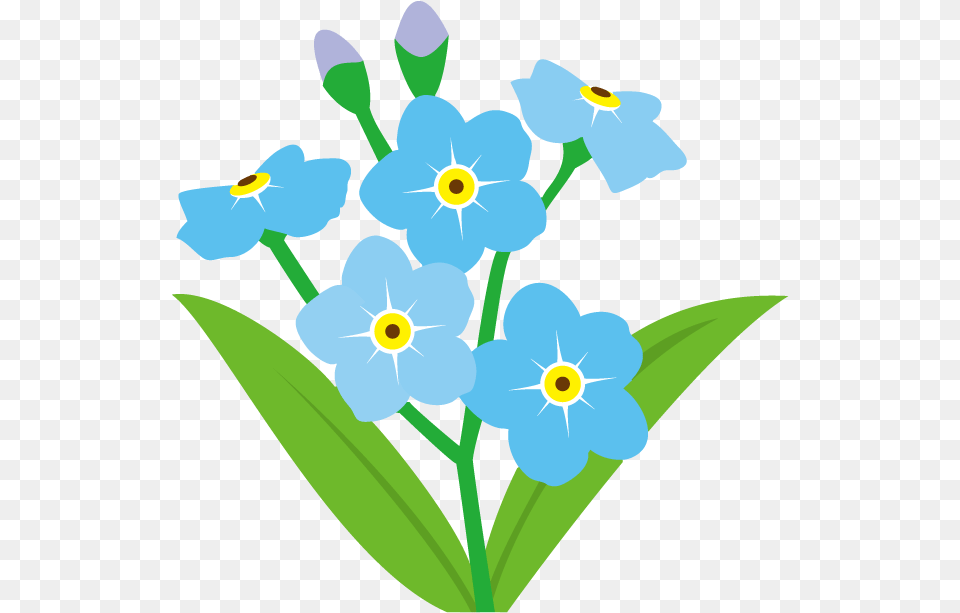 Forget Me Not Flower Clipart Forget Me Not Icon, Anemone, Petal, Plant, Anther Png Image