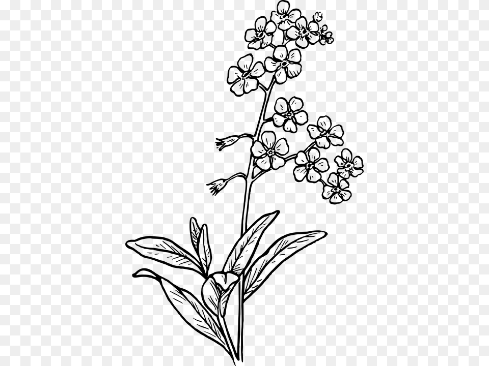 Forget Me Not Flower Drawing, Gray Free Png
