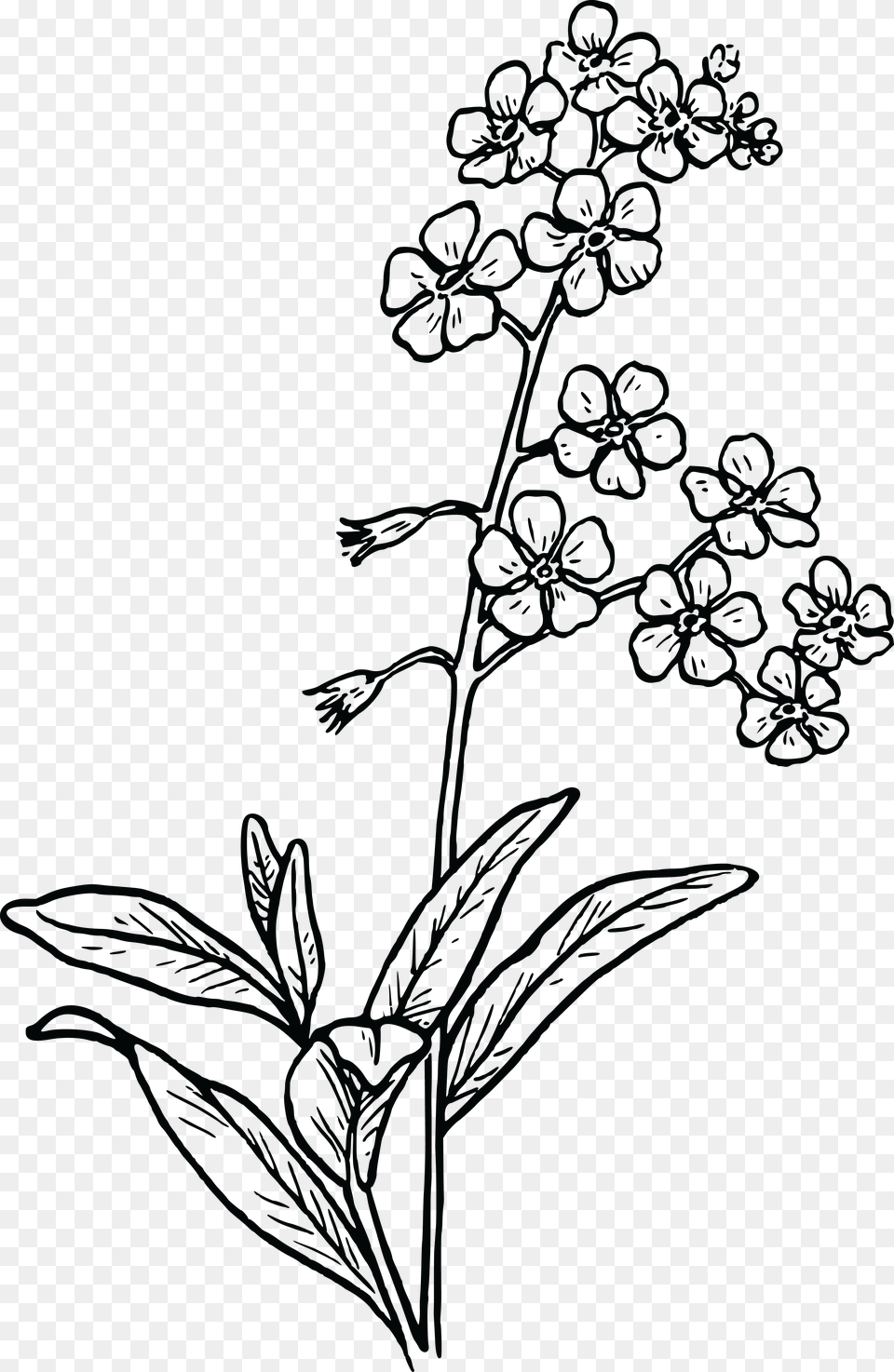 Forget Me Not Flower Drawing, Art, Floral Design, Graphics, Pattern Png Image