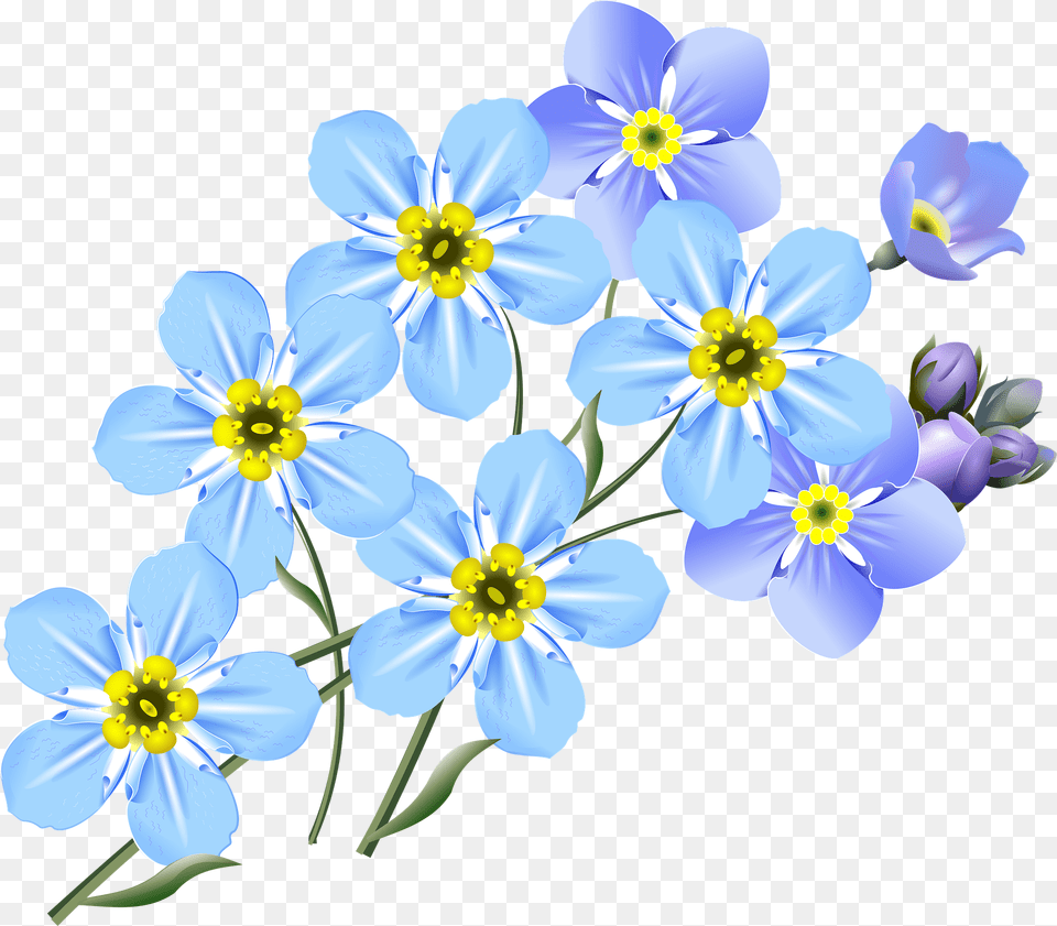 Forget Me Not Flower Drawing, Anemone, Anther, Flax, Plant Png