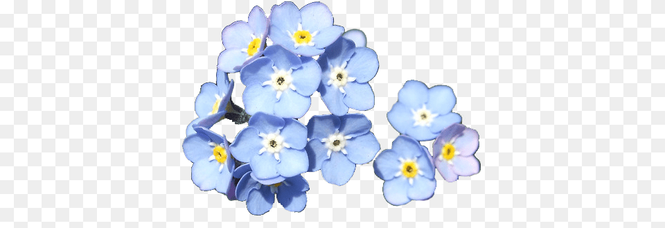 Forget Me Not Forget Me Not, Anemone, Anther, Flower, Geranium Free Png Download