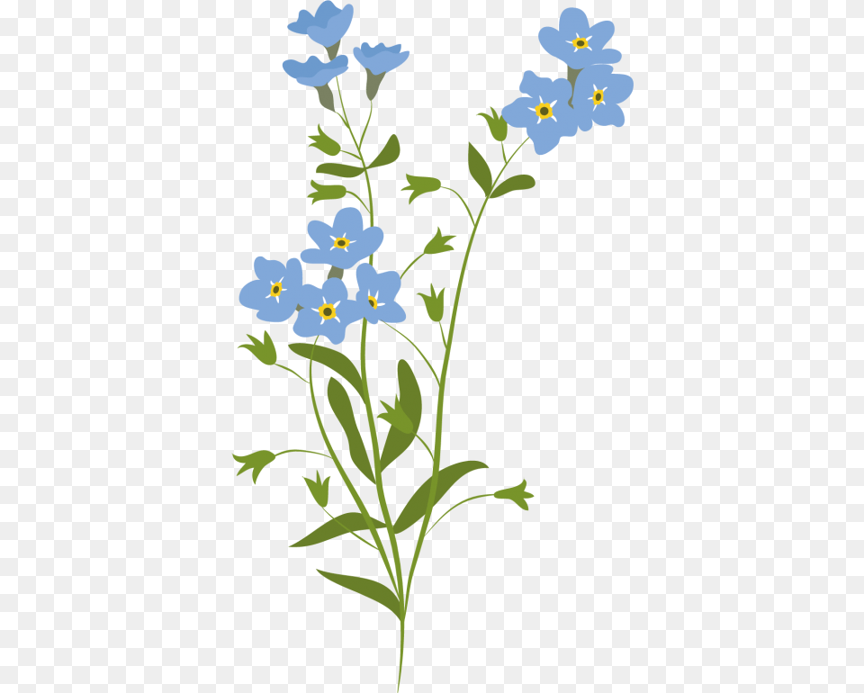 Forget Me Not Illustration, Flax, Flower, Plant, Anemone Png Image