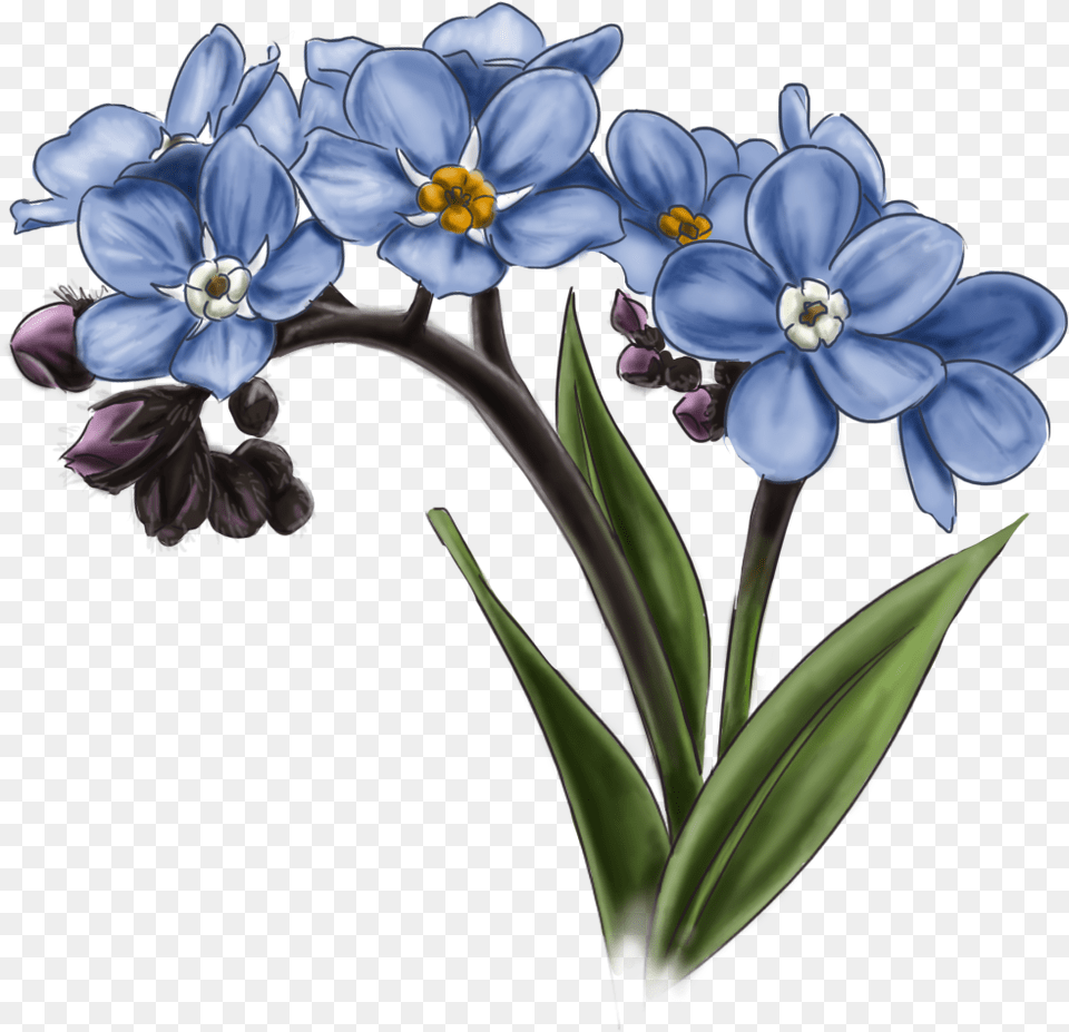 Forget Me Not Image Forget Me Not Alaska Flower, Plant, Anther, Anemone, Geranium Free Transparent Png