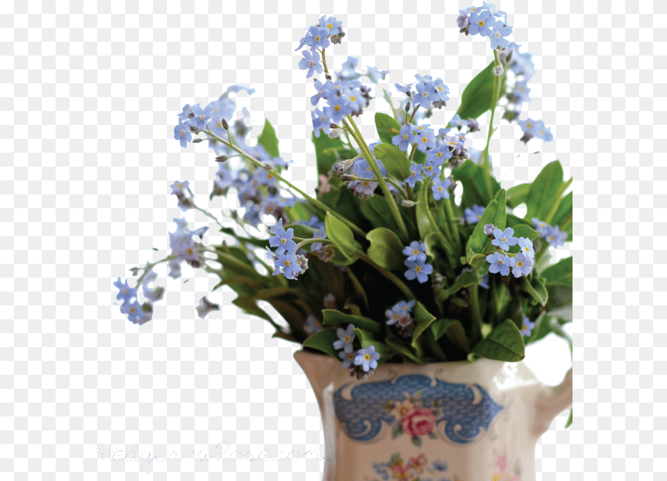 Forget Me Not Pic Forget Me Not, Flower, Flower Arrangement, Flower Bouquet, Plant Png
