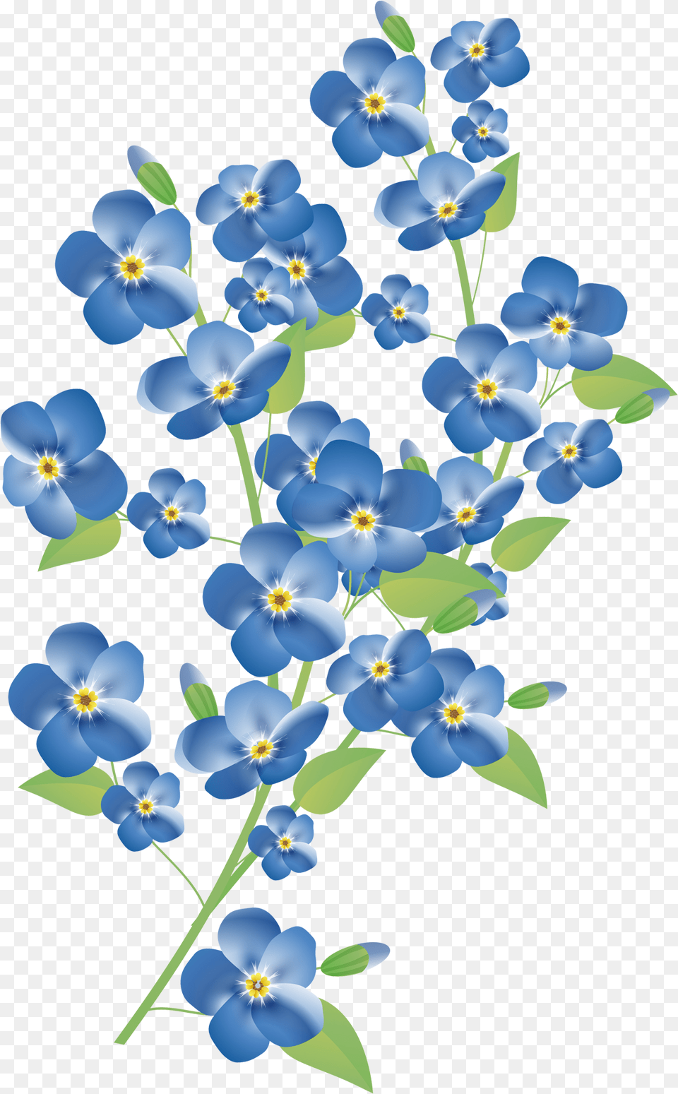 Forget Me Not Pic Forget Me Not Flower, Anemone, Plant, Petal, Geranium Png Image